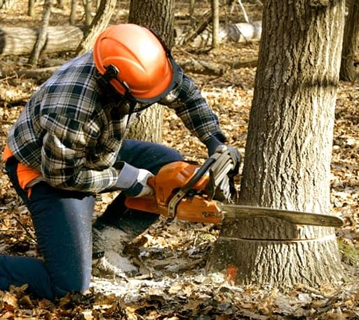 Tree Removal in Saratoga, IN
